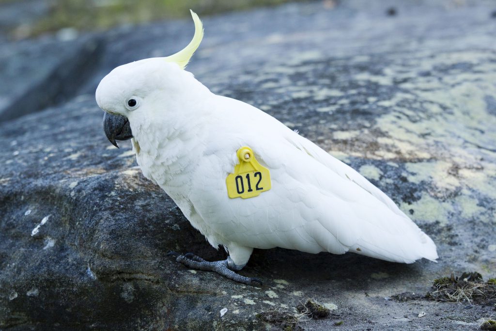 A tagged cockatoo with a large yellow identifier on its wing