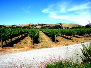A vineyard from the McLaren Vale area of South Australia