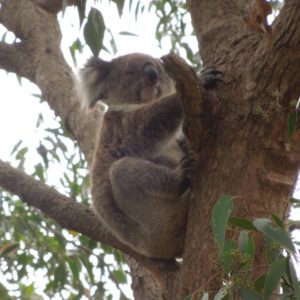 A koala hanging up a tree