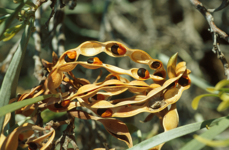 Seed Grants available for ACSA Members – call for applications!