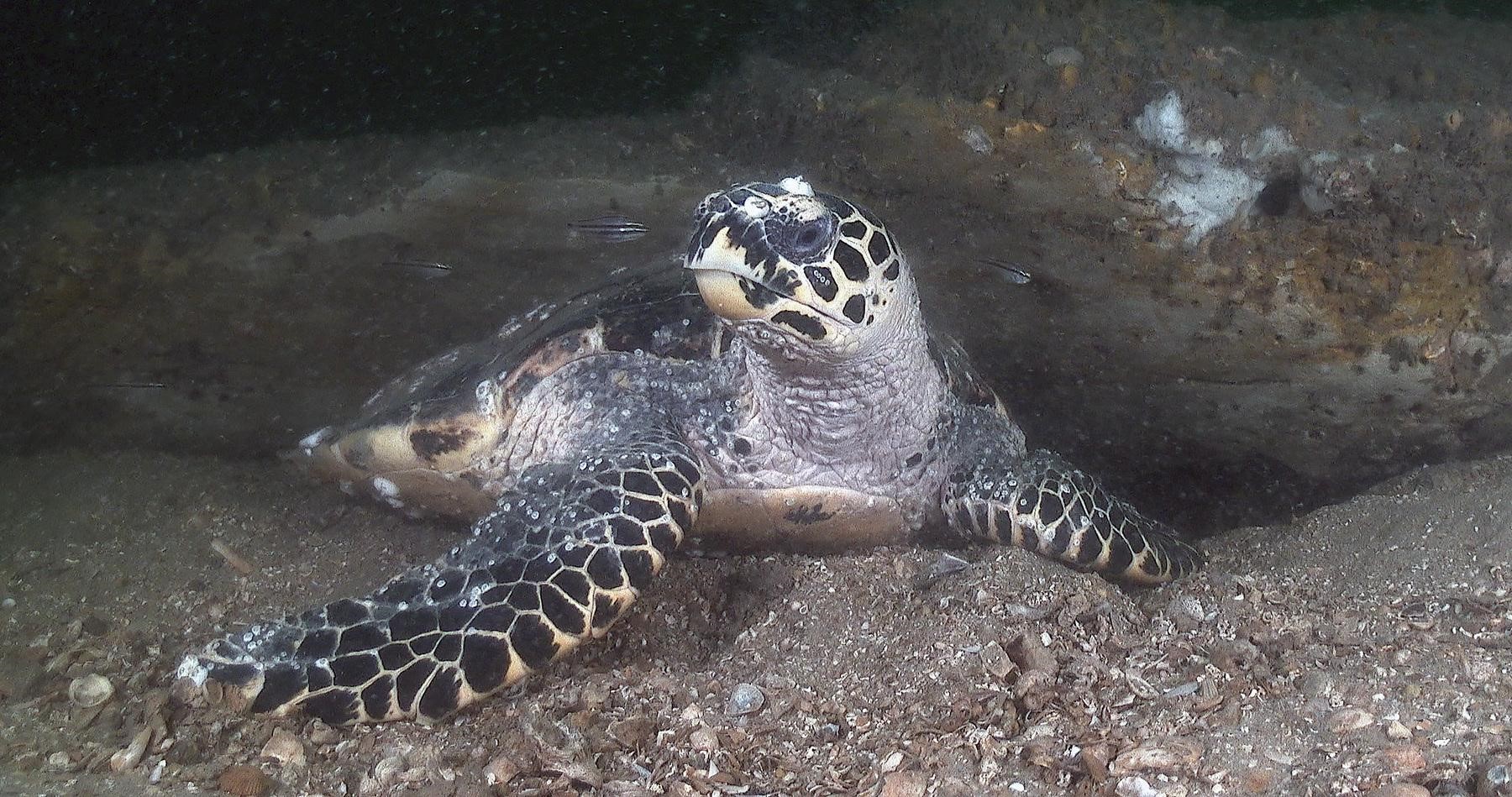 How Cooloola Coastcare hatched Cooloola TurtleCare with a seed grant from the Australian Citizen Science Association