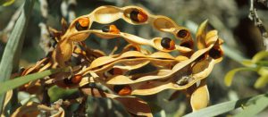 Close up of an Acacia seed pod