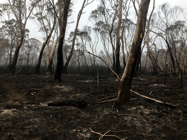 Australian Citizen Science Association statement on 2019/20 bushfires