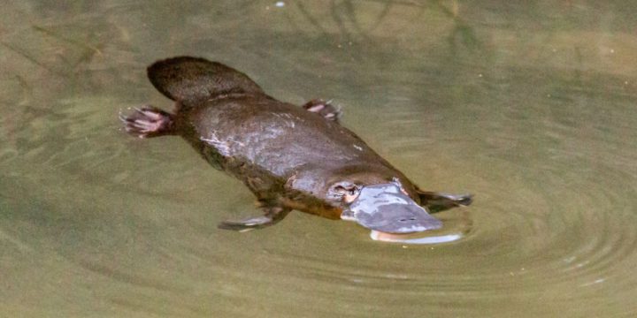 The story of Patrick the platypus, the orange river and the ACSA Seed Grant