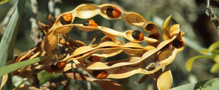 Seed Grants 2022 OPEN- Call for applications!