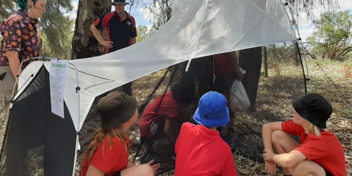 Insect Investigators – a school-based citizen science project discovering and documenting our biodiversity