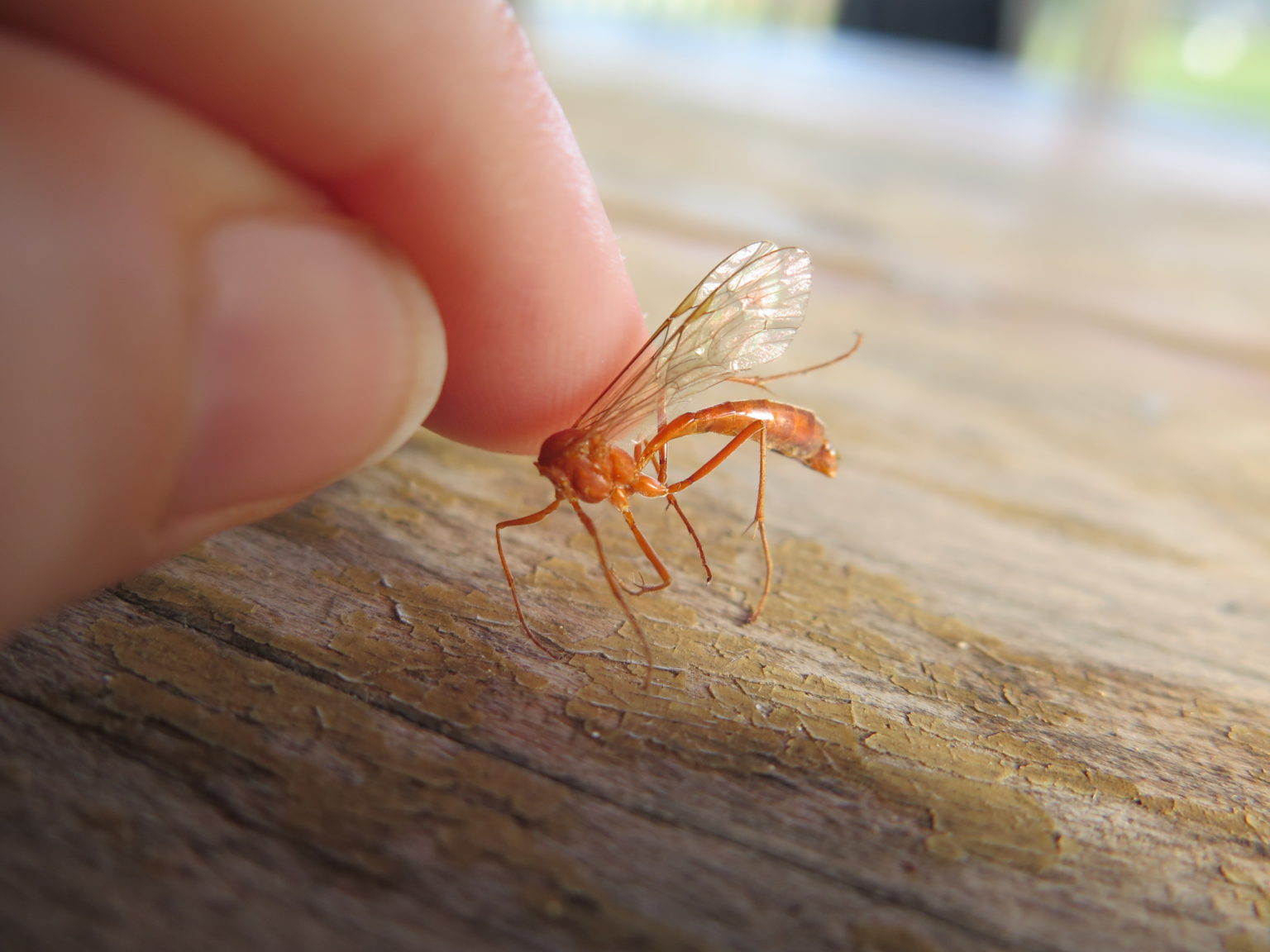 The Australian BioBlitz Hub – Australian Citizen Science Association