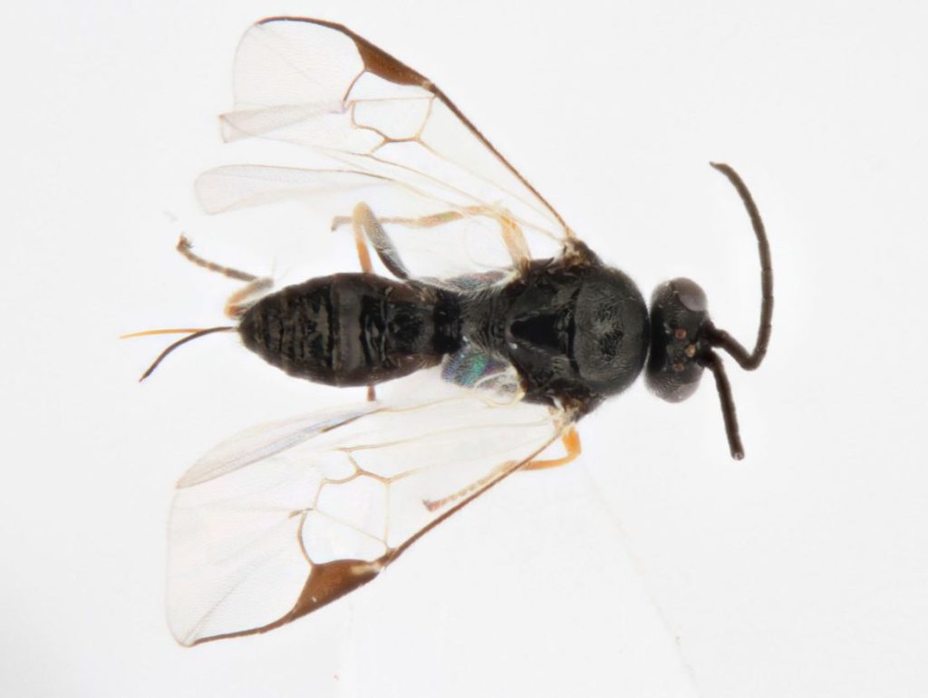 Wasp – Australian Citizen Science Association