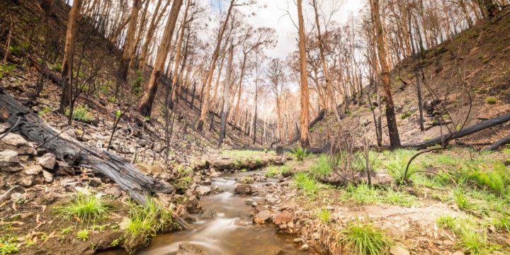 NSW Environmental Trust – Environmental Research Post bushfire flora recovery grants – now open for applications