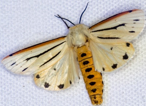 Moth Matchmakers Needed