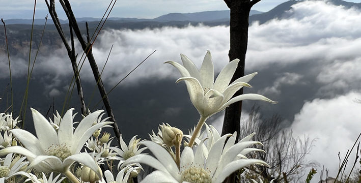 The Big Bushfire Bioblitz!