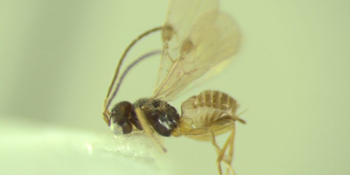 New insect species discovered by high school citizen scientists!