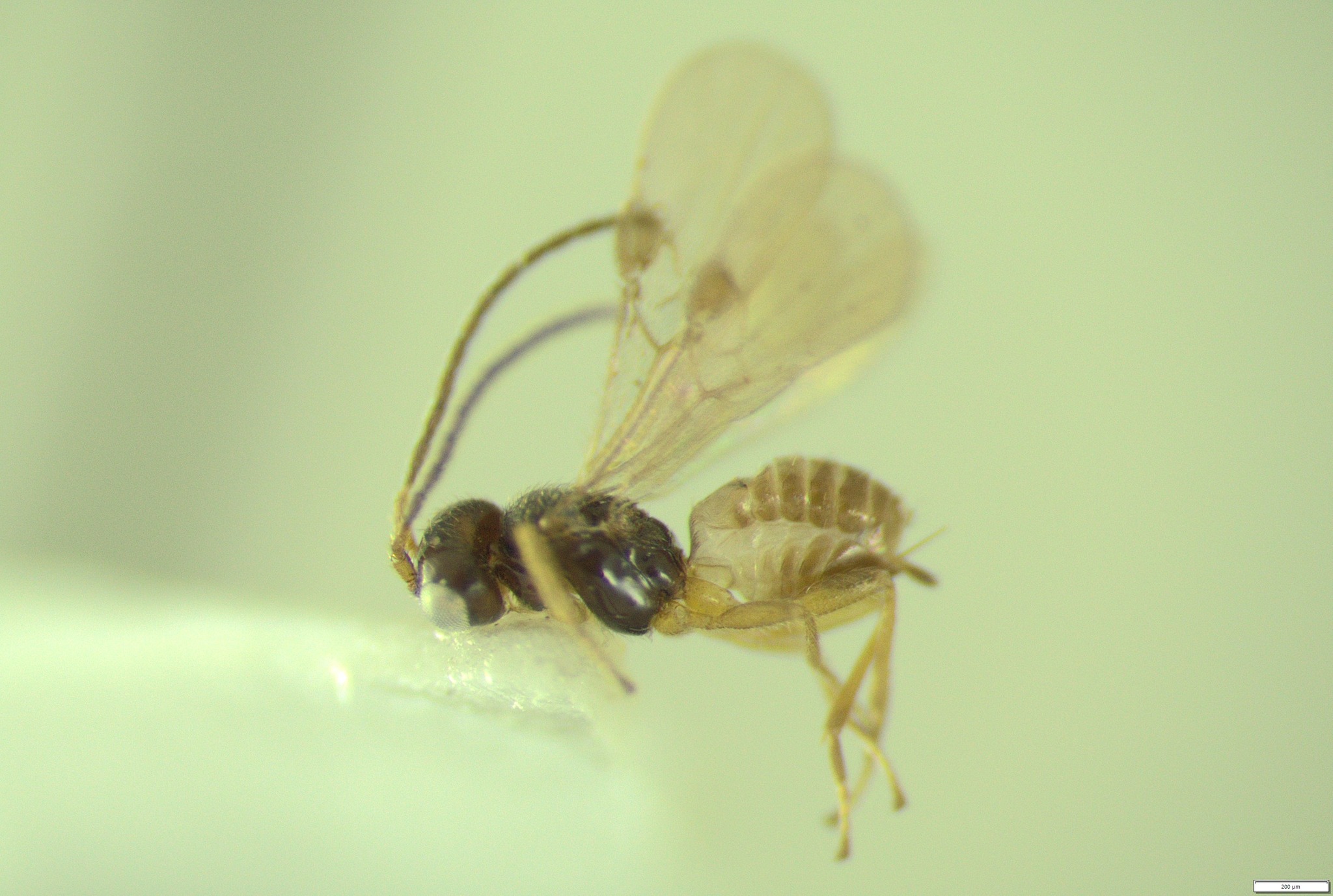 New insect species discovered by high school citizen scientists ...