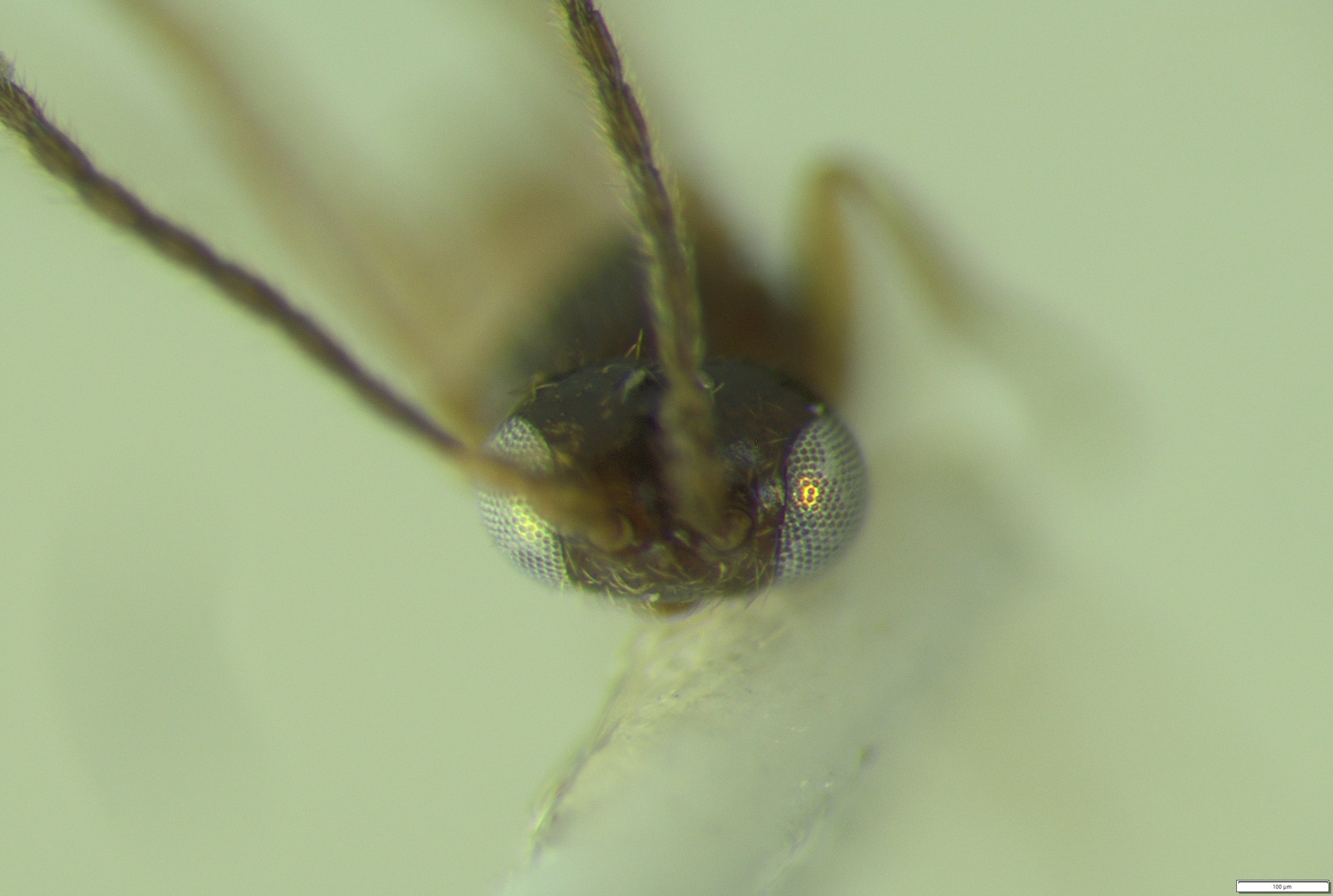 New insect species discovered by high school citizen scientists ...