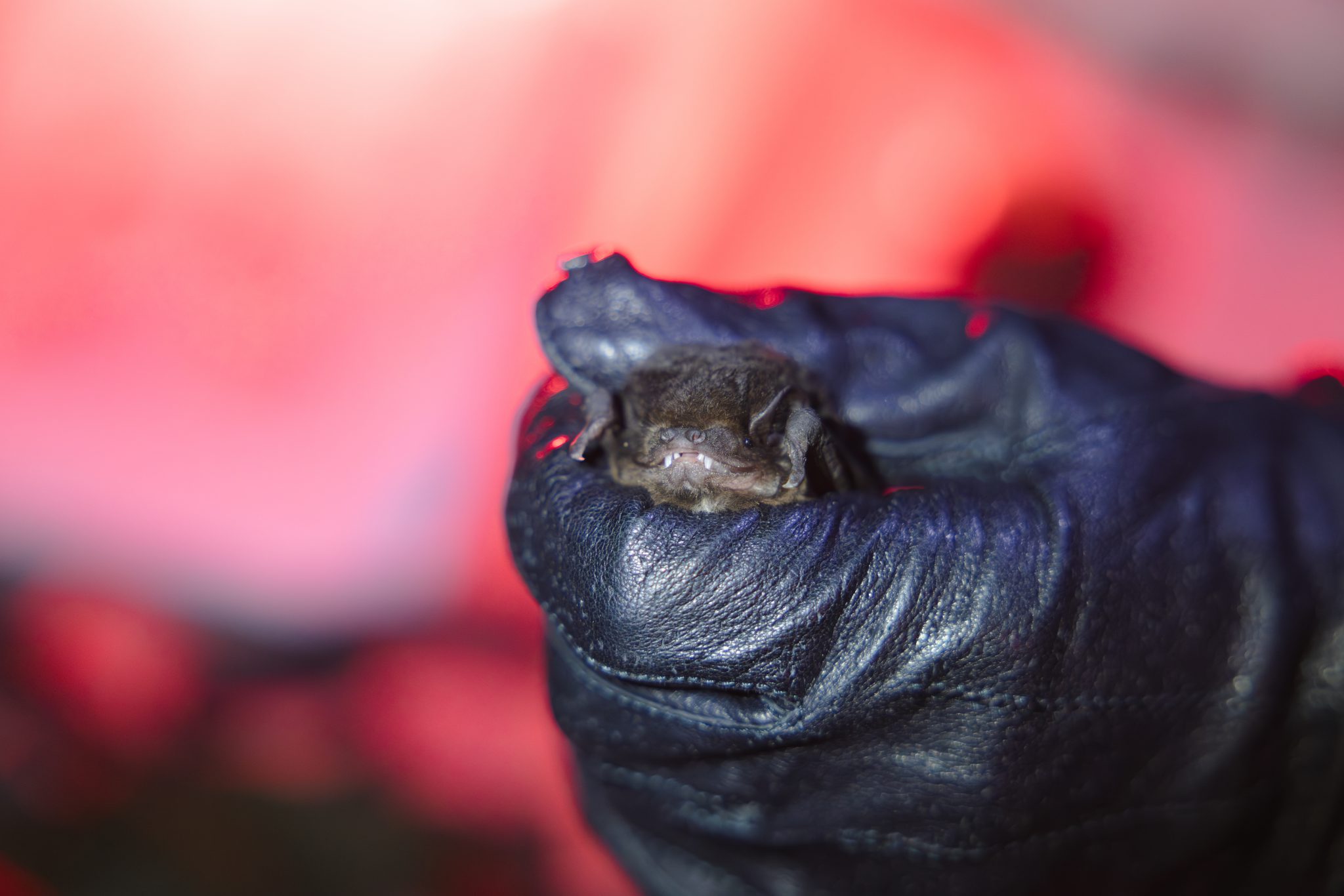 Empowering Conservation: Citizen Scientists Take on Bat Research ...