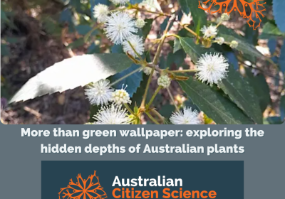 Webinar_More than green wallpaper: exploring the hidden depths of Australian plants