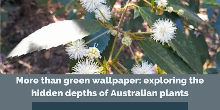 Webinar_More than green wallpaper: exploring the hidden depths of Australian plants