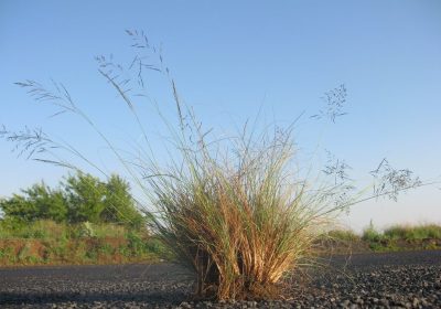 African lovegrass genome study