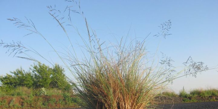 African lovegrass genome study