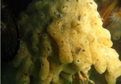 Survey on the Carpet Sea Squirt