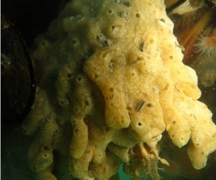 Survey on the Carpet Sea Squirt
