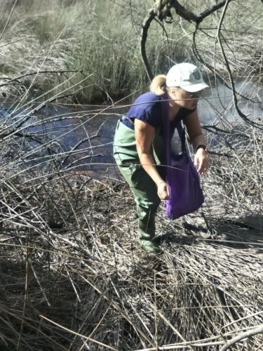 CC-BY Attribution [Thirlmere Lakes Wetlands Citizen Science project] Rare and Endangered Species Mapping2.jpg